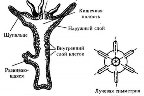 Вход на мегу через тор